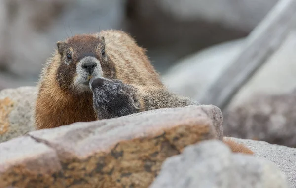 Primer Plano Las Marmotas Naturaleza Salvaje — Foto de Stock