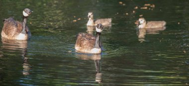 Vahşi doğada homurdanmak