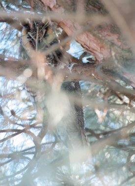 Uzun kulaklı baykuş vahşi doğada 