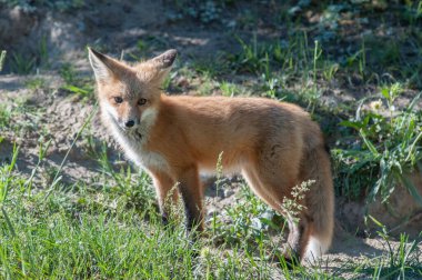 Vahşi doğada çimlerin üzerinde sevimli kızıl tilkiler