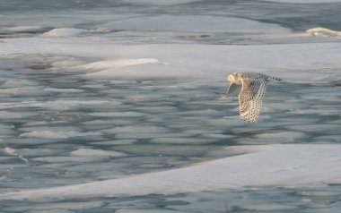 Uzun kulaklı baykuş vahşi doğada 