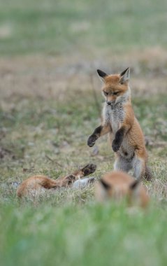 Vahşi doğada çimlerin üzerinde sevimli kızıl tilkiler