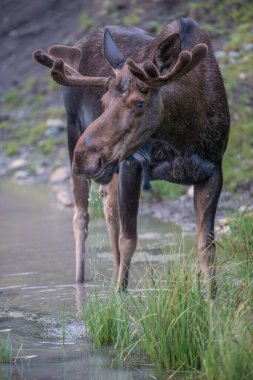 Su birikintisinden su içen boğa geyiği