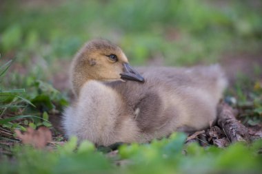 Vahşi doğada homurdanmak