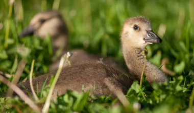 Vahşi doğada homurdanmak