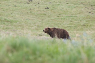 Vahşi doğada boz ayı, Yellowstone Ulusal Parkı