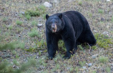 Kara ayı vahşi doğada