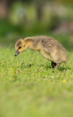Vahşi doğada homurdanmak