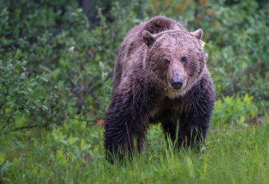 Kanada vahşi doğasında boz ayı