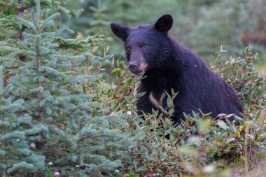 Kara ayı vahşi doğada