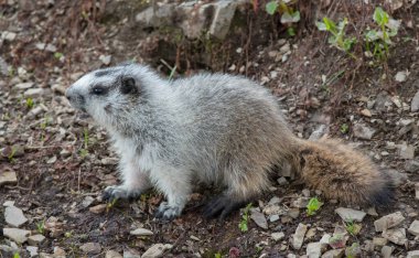 Vahşi doğada dağ sıçanlarının yakın çekimi. 