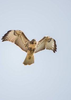 Osprey vahşi doğada