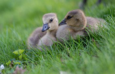 Vahşi doğada homurdanmak
