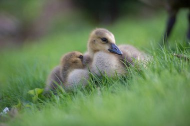 Vahşi doğada homurdanmak