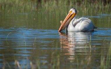 Vahşi doğada pelikan