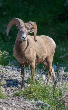 Koca boynuzlu koyunlar vahşi doğada