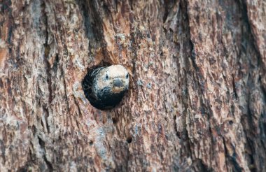 Sarı karınlı enayi.