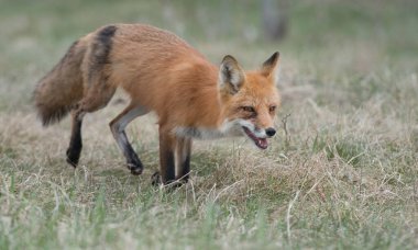 Vahşi doğada çimlerin üzerinde sevimli kızıl tilkiler