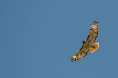 Vahşi doğadaki şahin 