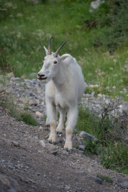 Dağ Keçisi vahşi, ulusal park, Jasper, Kanada