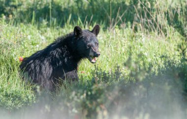 Kara ayı vahşi doğada