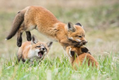 Vahşi doğada çimlerin üzerinde sevimli kızıl tilkiler