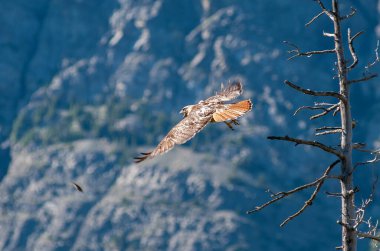 Vahşi doğadaki şahin 