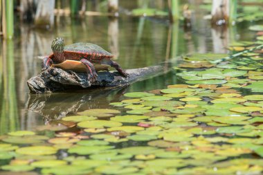 Toronto 'da boyalı kaplumbağa.