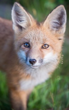 Kızıl tilki vahşi doğada