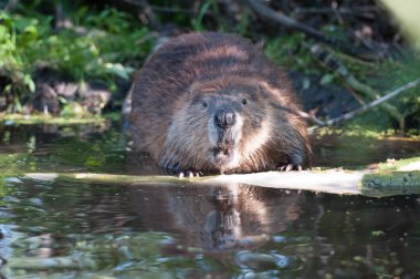 Vahşi doğada kunduz