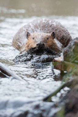 Vahşi doğada kunduz