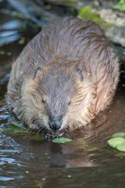 Vahşi doğada kunduz