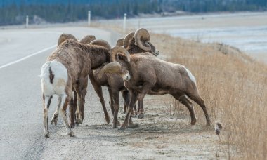 Koca boynuzlu koyunlar vahşi doğada