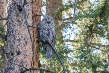 Büyük gri baykuş vahşi doğada, alberta, Kanada