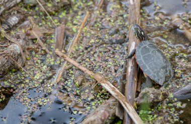 Vahşi doğada boyalı kaplumbağa