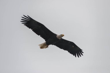 Vahşi doğada kel kartal