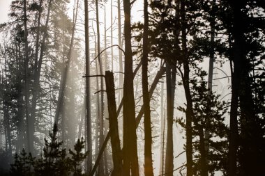 Orman yangınından sonra