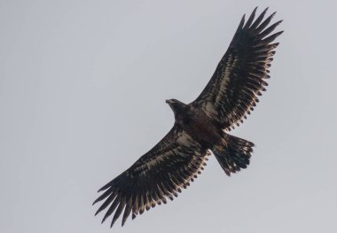 Vahşi doğada kel kartal