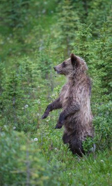 Kanada vahşi doğasında boz ayı