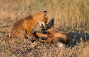 Vahşi doğada çimlerin üzerinde sevimli kızıl tilkiler