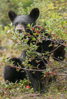 Kara ayı vahşi doğada