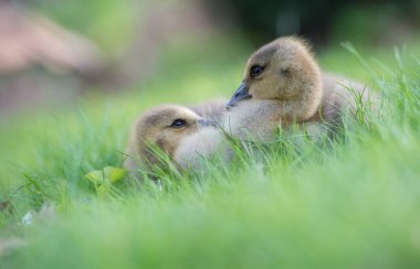 Vahşi doğada homurdanmak