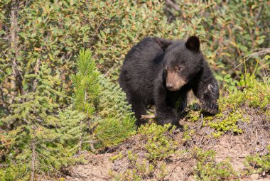 Kara ayı vahşi doğada