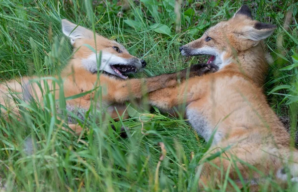 野生の自然の中で草の上にかわいい赤いキツネ — ストック写真