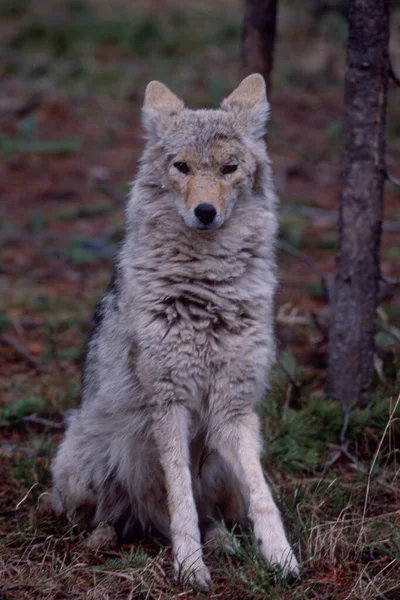 Kojote Freier Wildbahn — Stockfoto