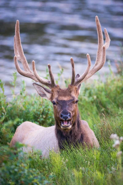 Wapiti État Sauvage — Photo