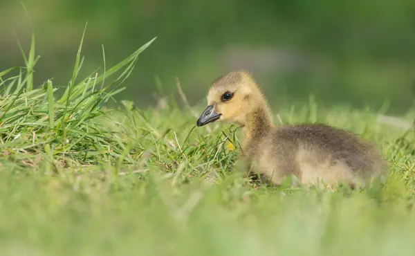 Gosling Dans Nature — Photo