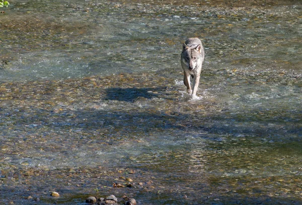 Pesca Lupo Costiero Fiume — Foto Stock