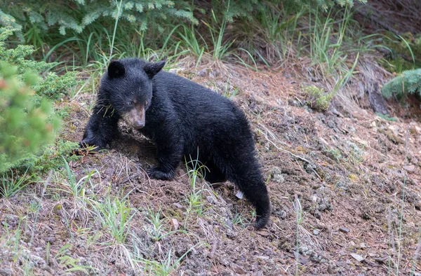 Orso Nero Natura — Foto Stock