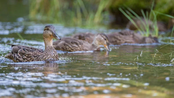 Canard Dans Nature — Photo